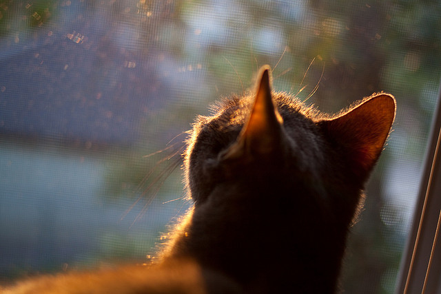 翡翠岛的突刺,萨拉赫如何用利物浦的矛,刺穿全黑队的盾?
