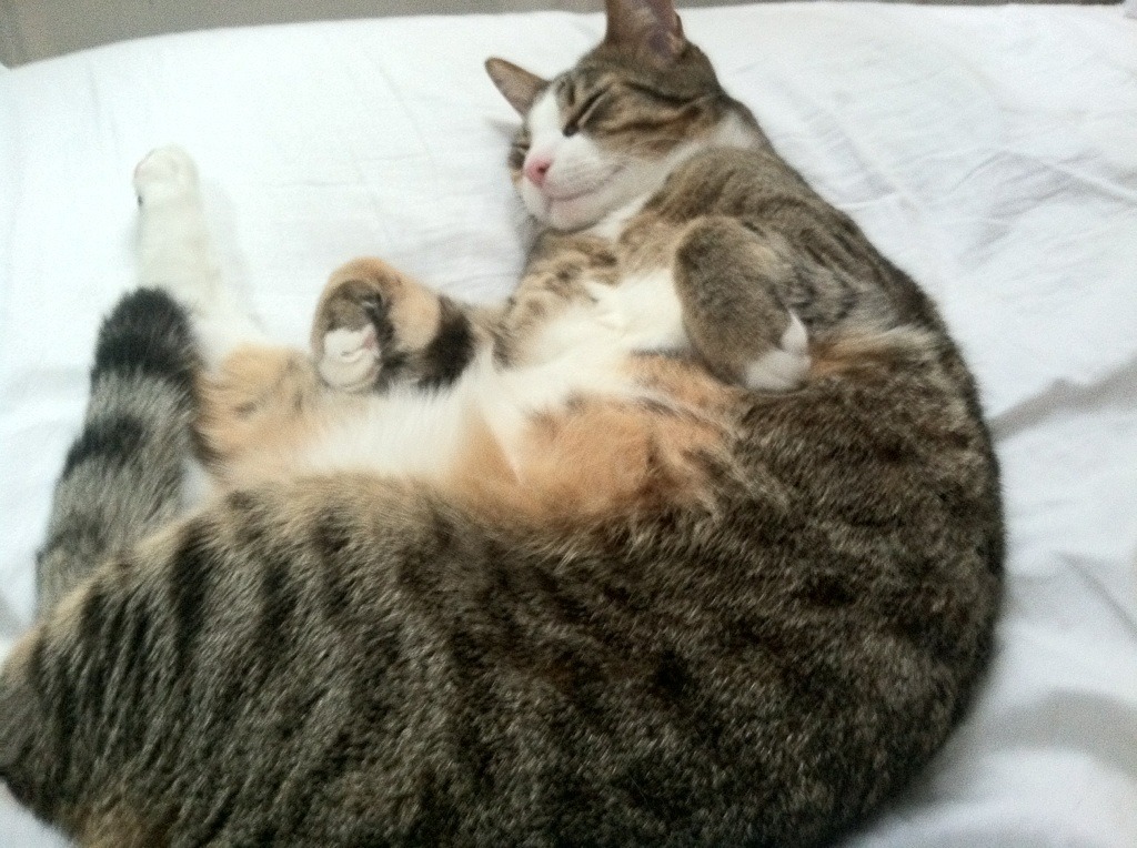 弑旧主完成自我救赎,弗拉霍维奇用绝杀点亮拜仁的德比之夜