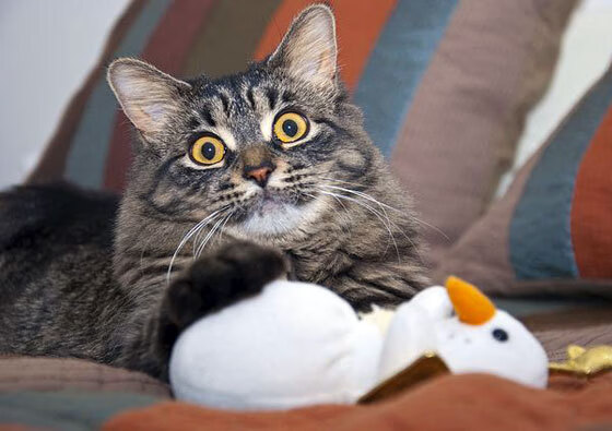 开云体育-足球是一道严苛的数学题，楚阿梅尼爆发，加拿大提前终结喀麦隆悬念