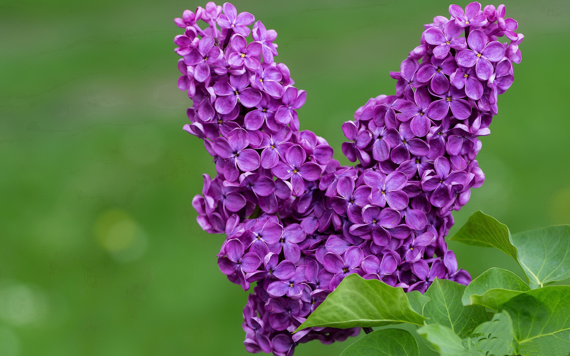 开云体育中国-贝蒂斯单节狂轰拉开安哥拉，萨内世界排名战接管比赛显神威