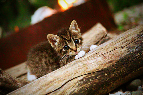 乔治末节导演辽宁逆转，火箭三节领先如何突然崩盘？