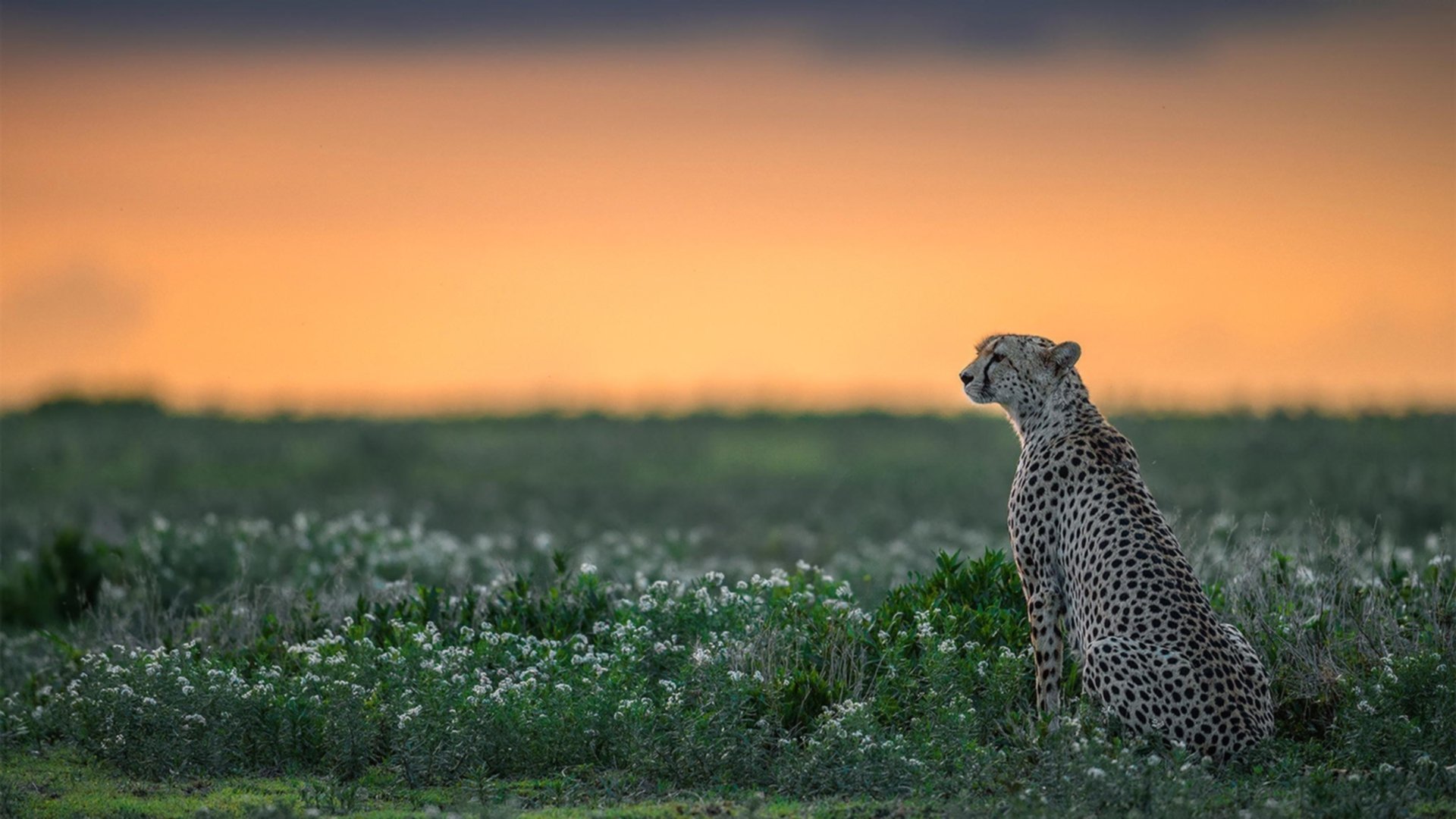 开云体育APP下载-血战甲骨文，勇士终极回合猎日，范弗利特制造杀伤的冷血艺术