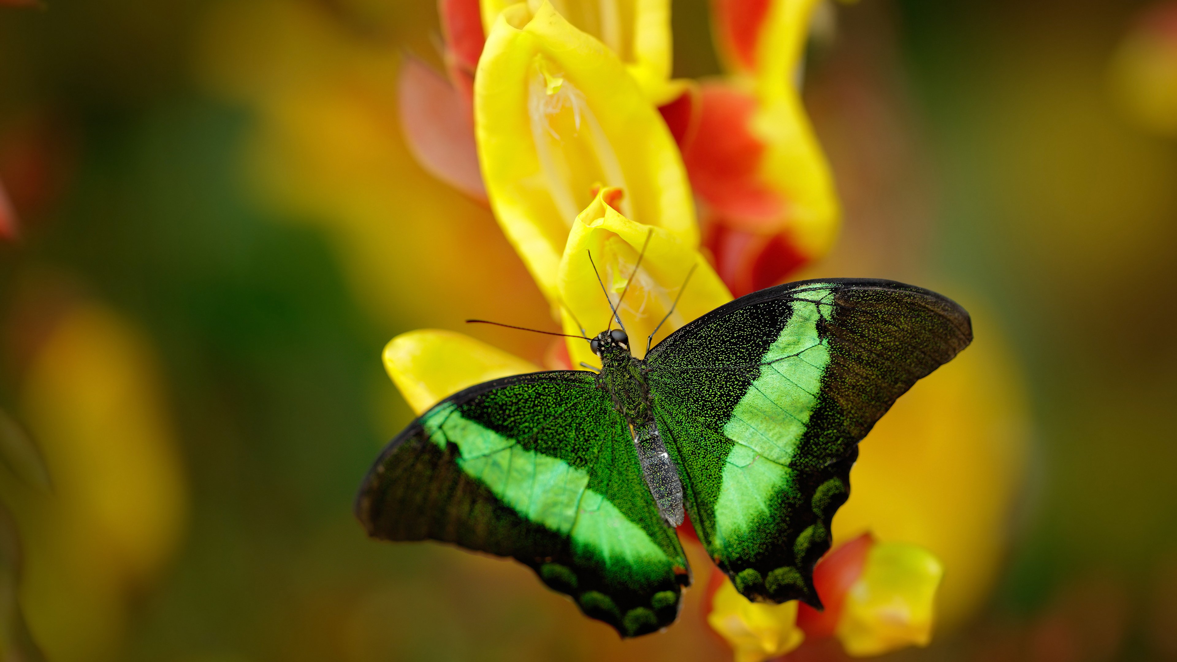 开云体育app-足球史诗，本泽马王冠上的宝石，马德里新纪元与乌拉圭王者的终结