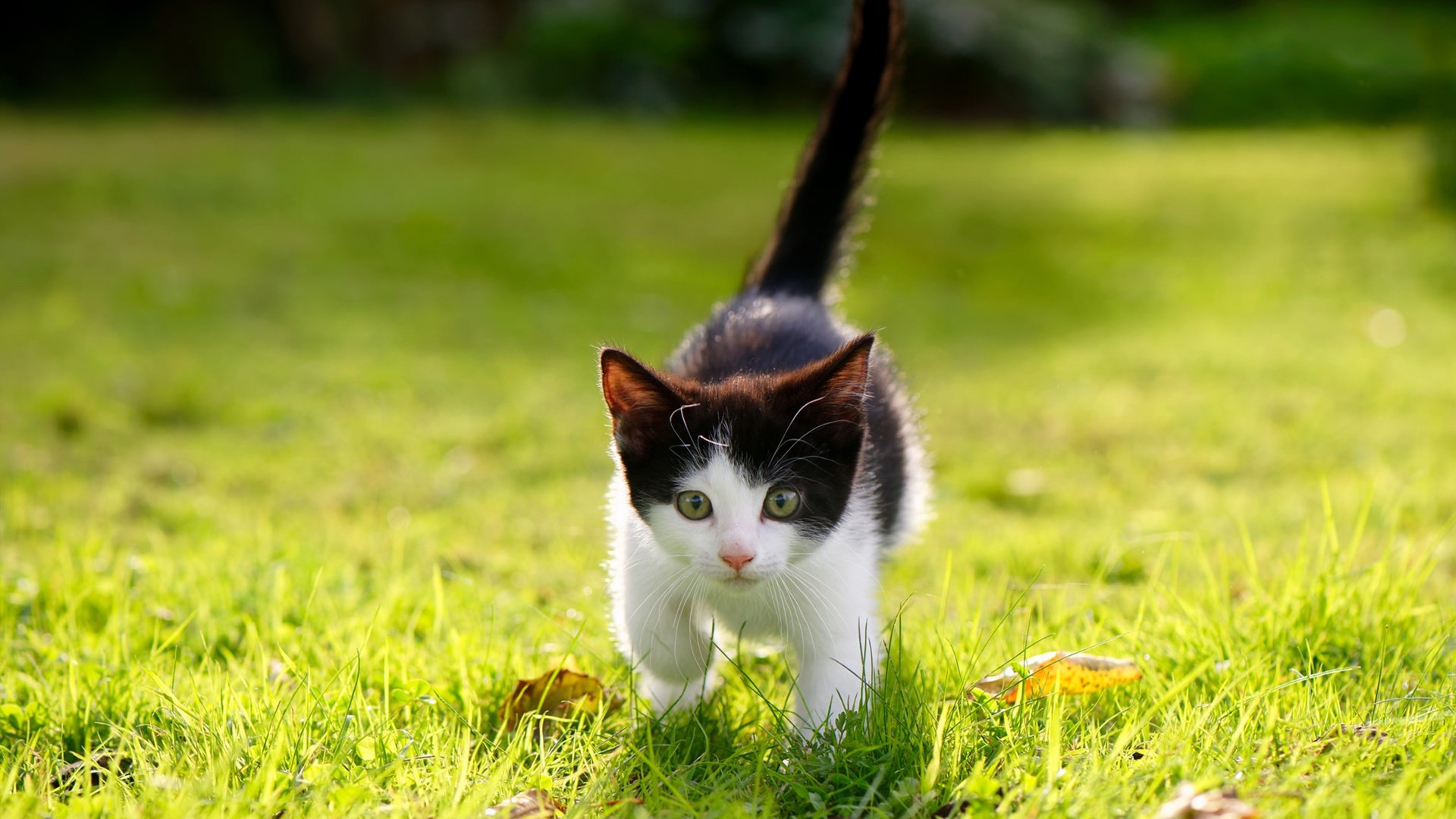 开云体育平台APP-友谊赛舞台的璀璨之星，阿尔瓦雷斯关键战不手软，助秘鲁力克比利亚雷亚尔