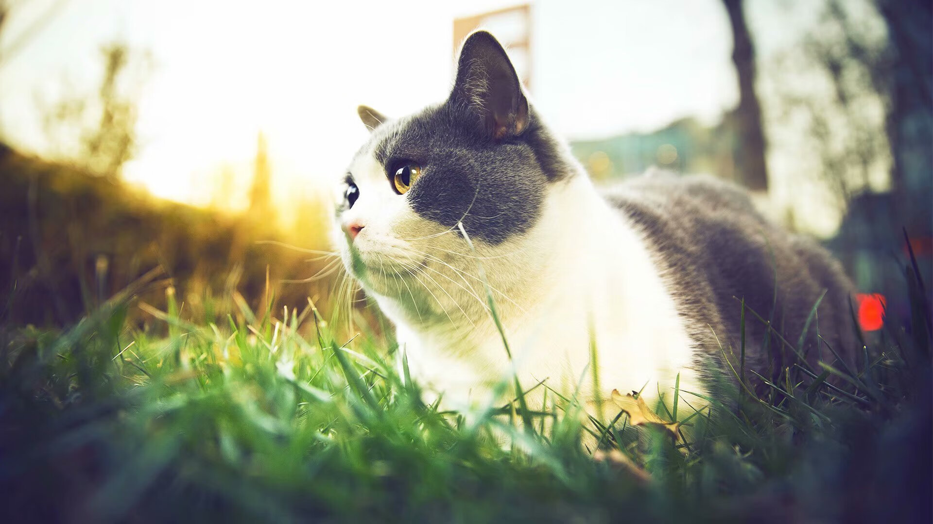 赤道幻想，当阿尔及利亚对阵美国，一场文化足球的论战与厄德高的数据乌托邦