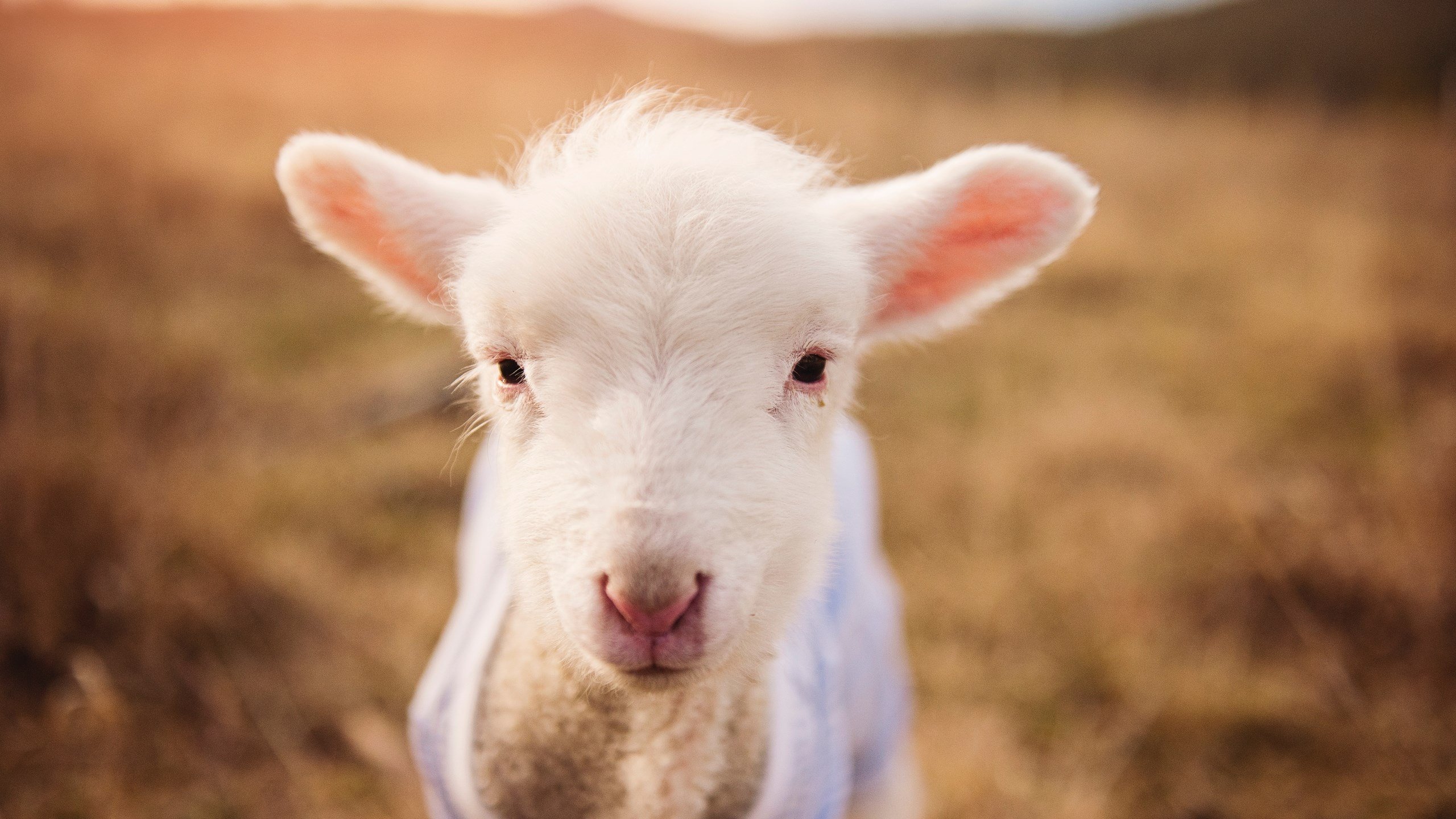开云体育中国-破风者之夜，当F1的轰鸣遇见三笘薰的舞步