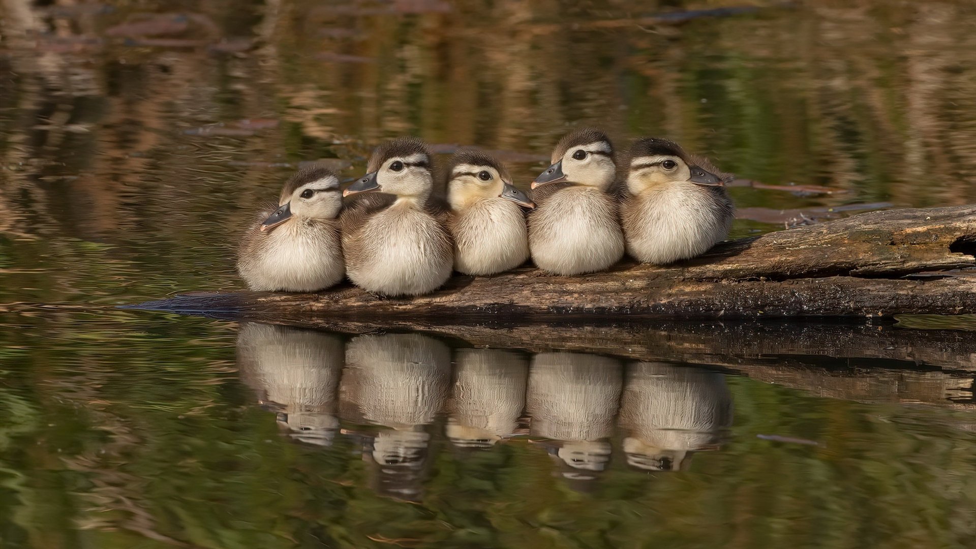 当魔法师降临时，迪马利亚如何用一脚弧线拆解马赛与巴拉圭的密码
