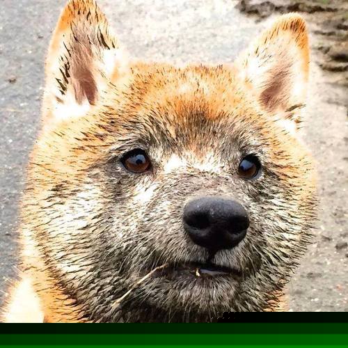 开云体育APP下载-跨界唯一性，当76人血拼独行侠遇见英格拉姆的欧冠接管时刻