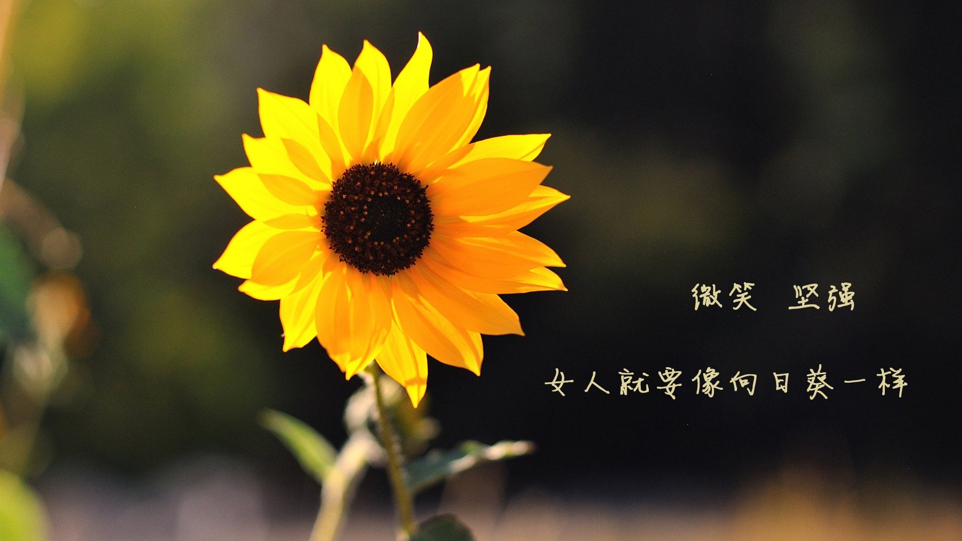 底格里斯河的奔袭，当巴格达的铁骑踏碎布加勒斯特的黄昏—2026世界杯E组，一场由塔雷米与无名者书写的唯一剧本